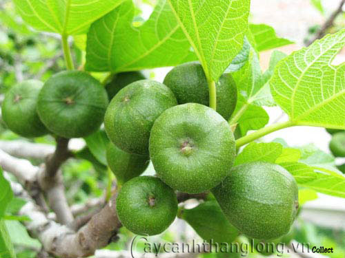 1963 4a SungvaVaDHST