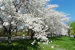 1983 1 MoiNamHoaDaoNoSAC