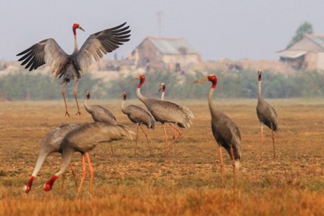 2202 12 TramChimDHST