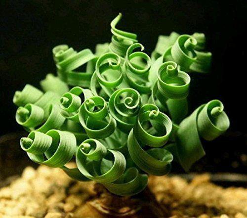 2332 10 LoaiCayCanhDEP DOC LAGS NghienST