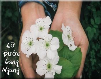 2314 3 LoBuocSangNgangNgBinh