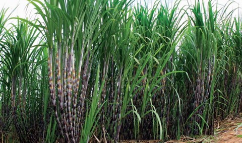 2923 2 BongMongGaA Nghi