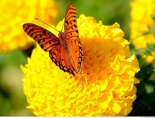 2923 4 BongMongGaA Nghi