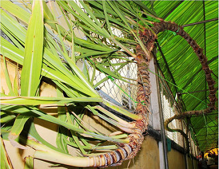 2923 5 BongMongGaA Nghi