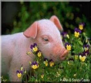 3009 1 ConLonTrong CanChuongVNNCaliST