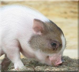 3009 2 ConLonTrongVC VNNCaliST