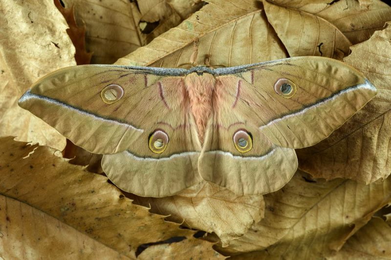 3158 1 NhungBacThayNguyTrangCaThyST