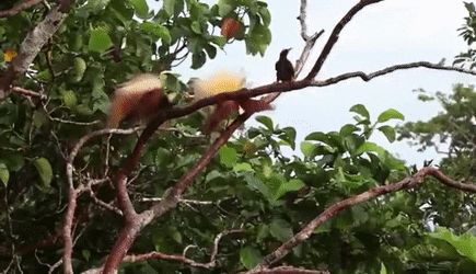 3429 wonderulDacingBirdsCThy ST