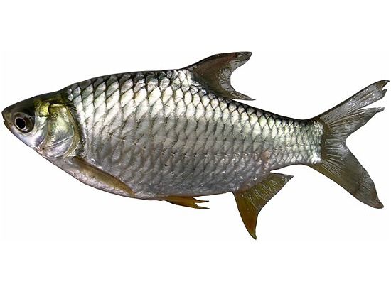 3489 4 AnGiangVLiem.jpg