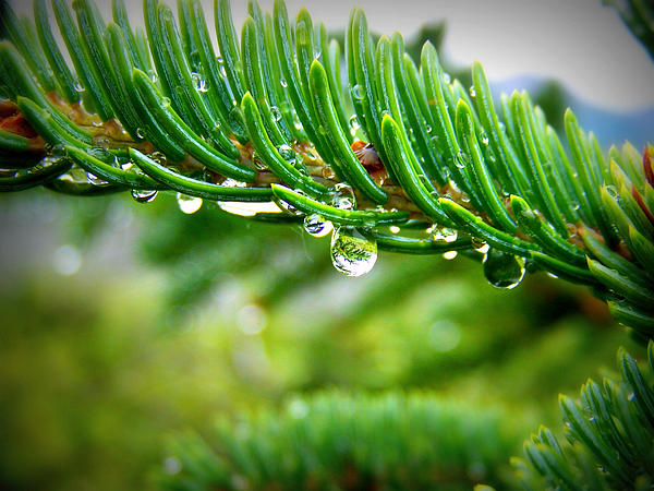 3567 1 NoiChuyenCayThongMuaGSPDLan