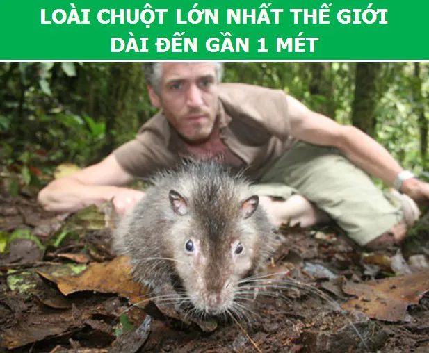 3566 1 KhamPhaChuotTVy DHST