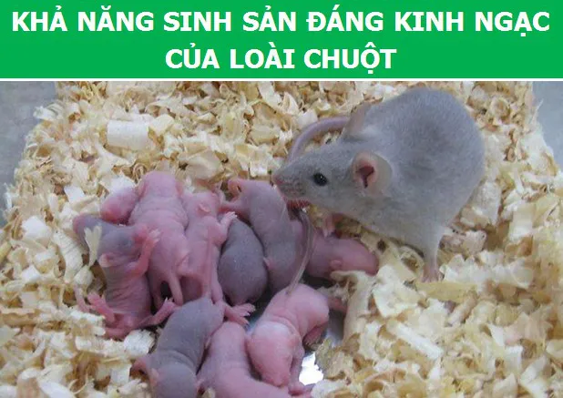 3566 2 KhamPhaChuotDHST