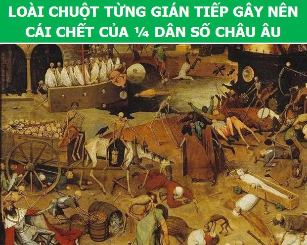 3566 3 KhamPhaChuotDHST