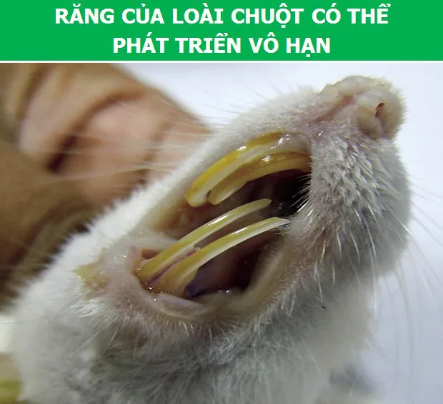 3566 4 KhamPhaChuotDHST