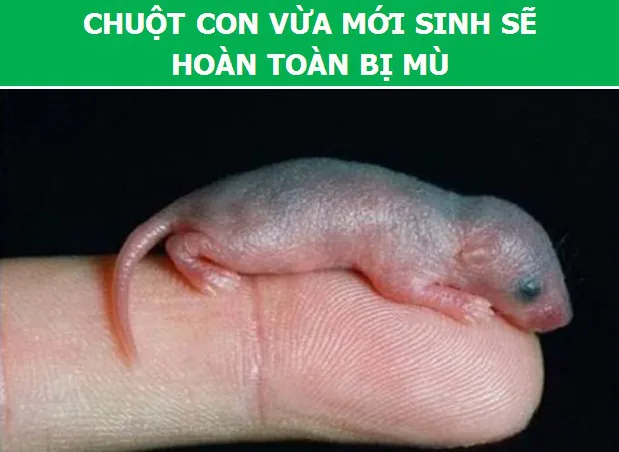 3566 5 KhamPhaChuotDHST