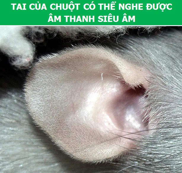 3566 6 KhamPhaChuotDHST