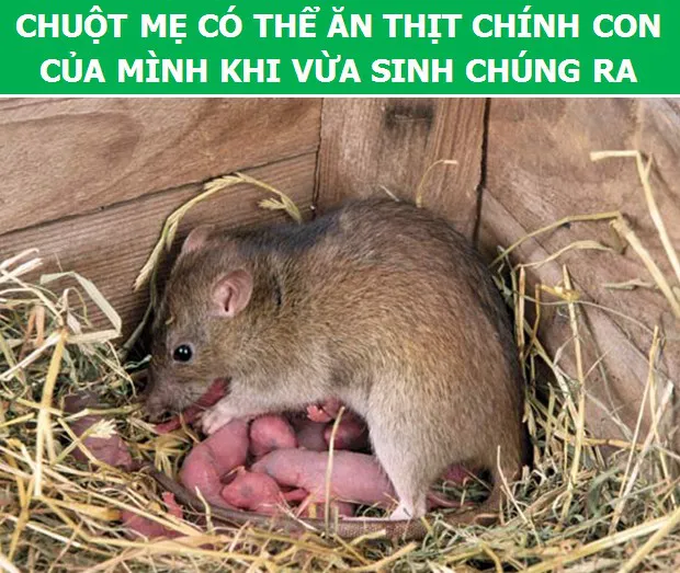 3566 7 KhamPhaChuotDHST