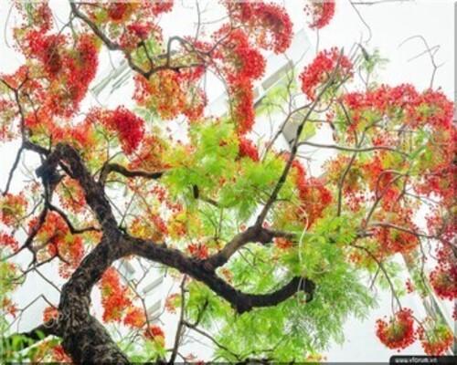 3722 1 MaToiCayCoThuSongthy