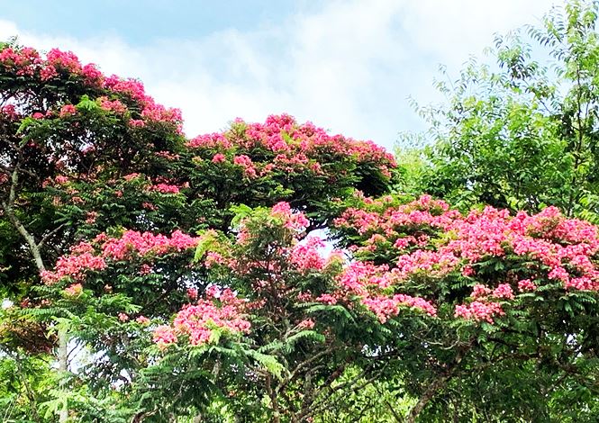 3825 3 5 SacHoa DLOL ST