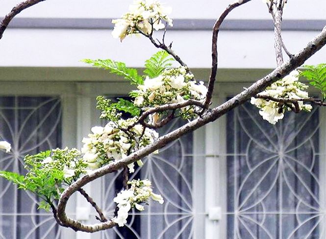 3825 4 5 SacHoa DLOL ST