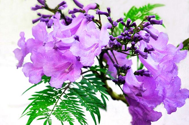 3825 5 5 SacHoa DLOL ST