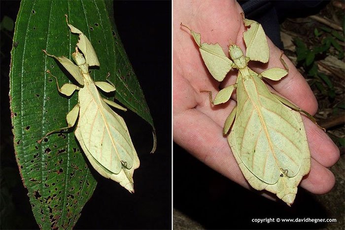 3912 1 NhungSVKyLaTaiVNPVo ST