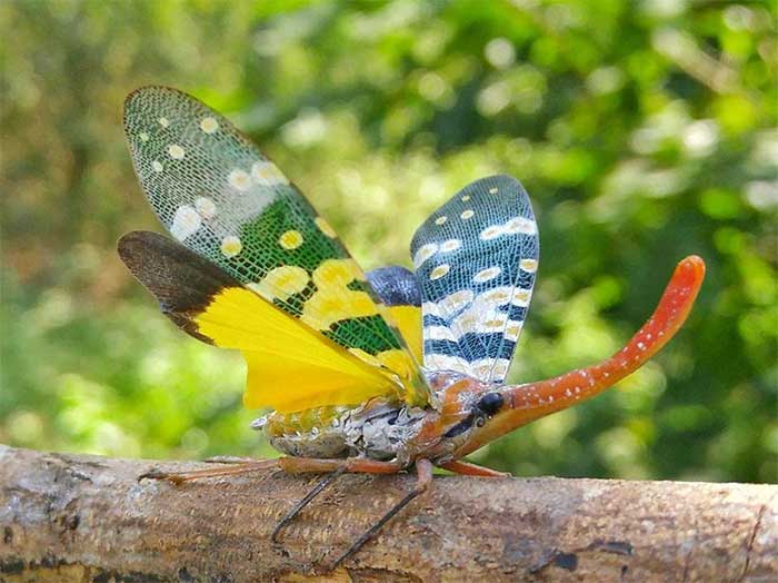 3912 3 SVKyLataiVNPVo