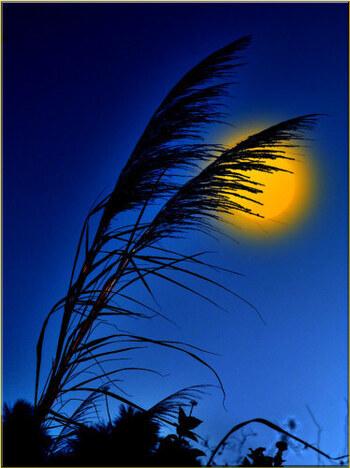 4062 1 SanDuoiDVBinh