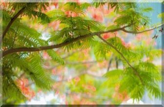 4101 1 BaiThoVaoHaKimThanh