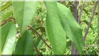 4101 5 ToiDocThoEmKThanh