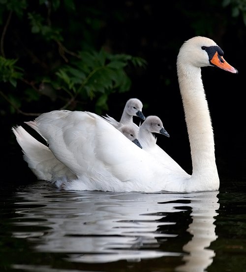 4142 5 TinhYeuDuyNhatNMH