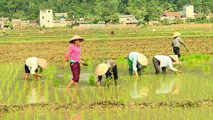 4268 DatNuocKhgMayManDavid Tran