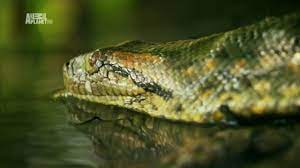 4172 DaoSgAmazoneNgPhuong