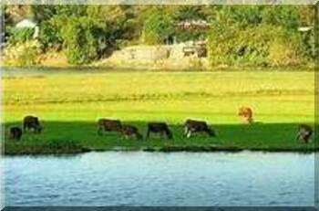 4505 3 ThamThiaBuonCgTram