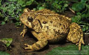 4595 1 ThoConCOCChinhHo