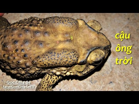 4595 2 ThoConCOCChinhHo