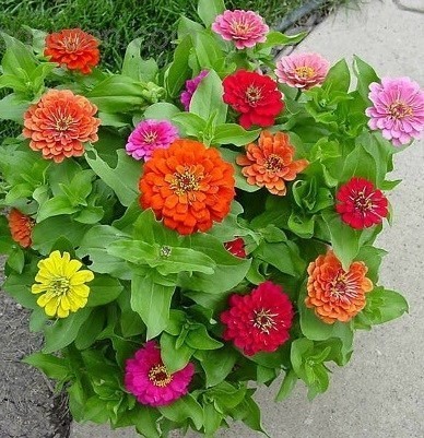 4642 1 LuanVeTamNghiep