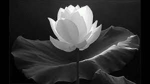 4753 2 MaaaaoHoaTrgToiYeuDTDB