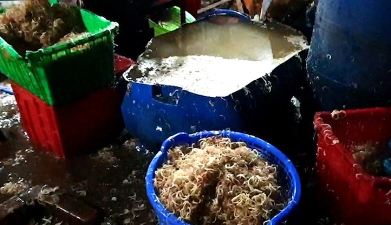 4852 1 ThuPhamTamThuocDocThachThao