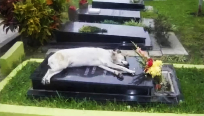 4891 9 LongTrungThanhAnNhien