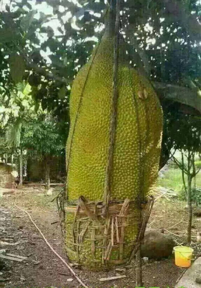 4920%202%20MitKhongLonCaliST