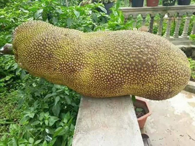 4920%203%20MitKhongLonCaliST