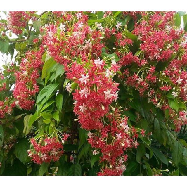 5038 3a TinhDuongHongDoanDu