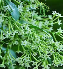 5038 3b TichDuongHongDoanDu