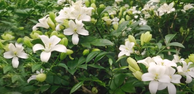 4980 2 LuuLyuenTinhXuanThucucTrinh