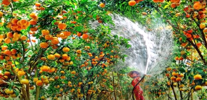 4980 4 LuuLuyenTinhXuanThucucTrinh