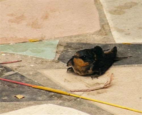 5213 4 ChimPhgSinhChimEn