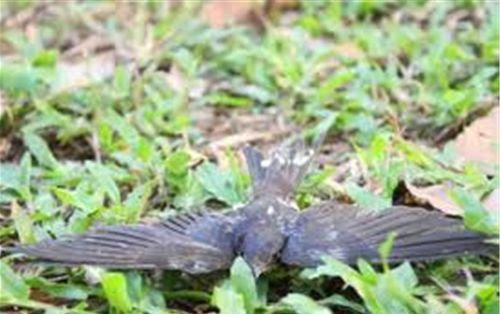 5213 5 ChimPhgSinhChimEn