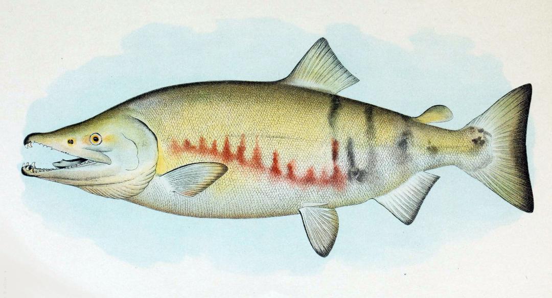 5432 1 CaHoiChoHgBichHa