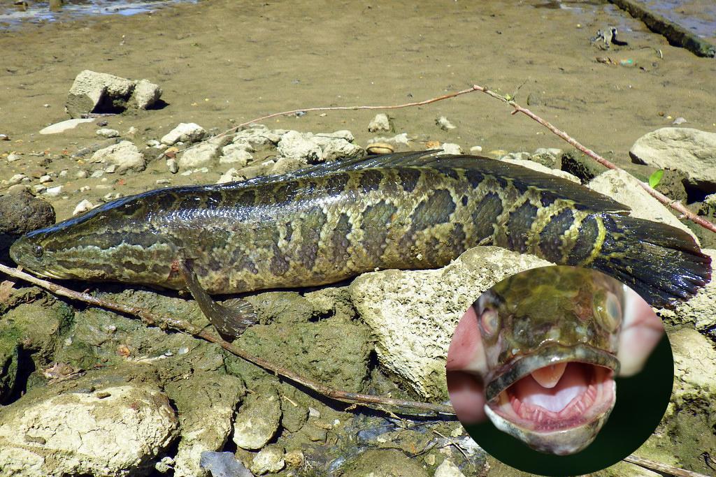 5432 2 CaLocTauHgBichHa